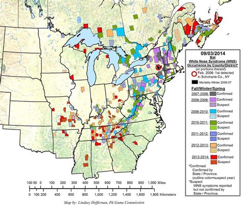 Good News For Bats! Things Are Looking Up For Stemming Disease Spread : NPR