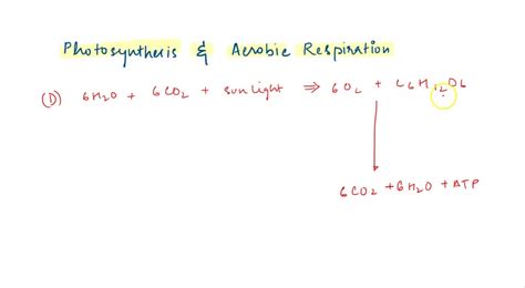 SOLVED: The model illustrates the relationship between photosynthesis ...
