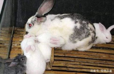 各位亲，能不能给我看看你们养的兔子？ - 知乎