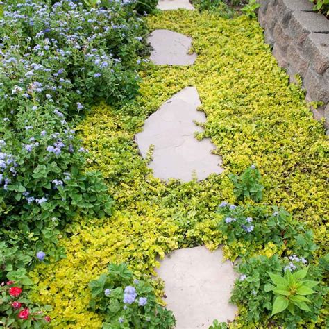 10 Best Low-Maintenance Ground Cover Plants | Family Handyman