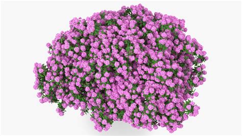 3D Rhododendron Purple Flower Tree | 3D Molier International