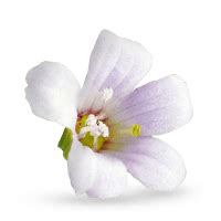 Gynoveda Menopause Tablets For Smooth Transition