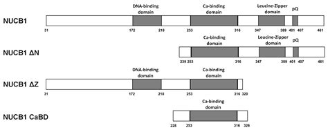 The RNA-Binding and RNA-Melting Activities of the Multifunctional ...