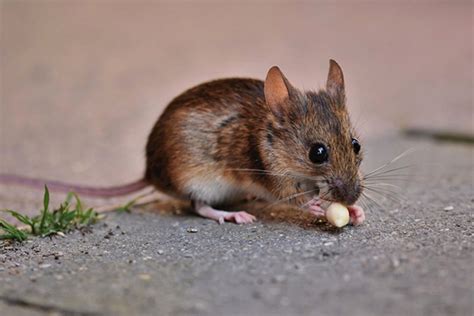 关于家中老鼠的10个常见问题和解答