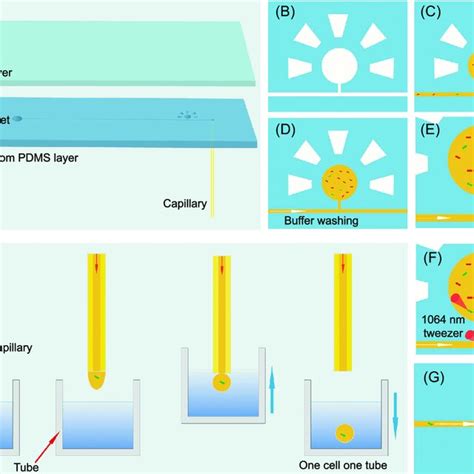 Image result for Cell Sorting Computational Model