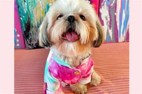Holi Dress for Dogs in India – Safe & Pet Friendly Holi Outfits – Wrapinfur