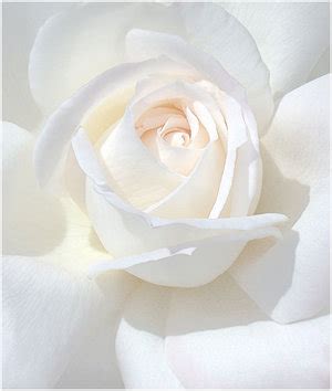 Çiçek Resimleri (6. Katalog)