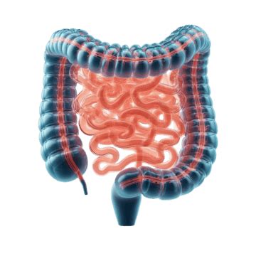Image result for Digestive System No Background