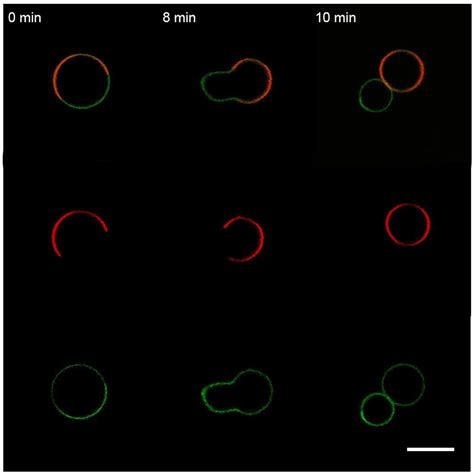 Influenza A Virus M1 Protein Non-Specifically Deforms Charged Lipid ...