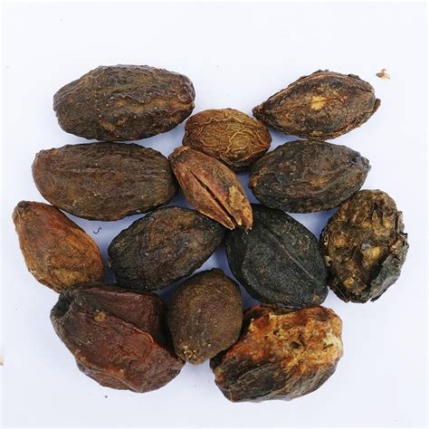 RK Seeds Malabar Neem Untreated Seeds,Melia Dubia seeds for planting ...