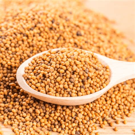 Los Beneficios De La Semilla De Mostaza Para Nuestro, 56% OFF