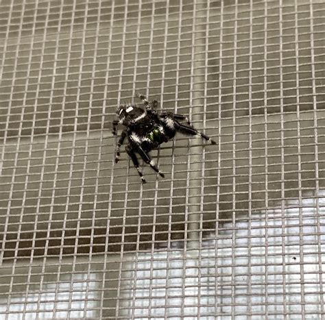 Biggest jumping spider I've seen in person 🥺 : r/spiderbro