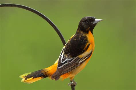 Northern Oriole