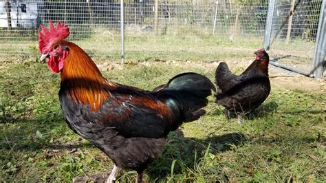 French Black Copper Marans – The Pasture Farms