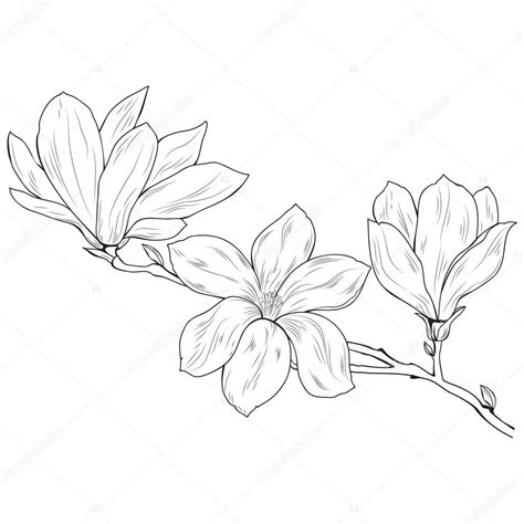 Magnolia Flower Drawing at GetDrawings | Free download