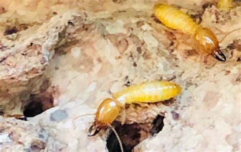 Termitas | Andalucia de Fumigaciones