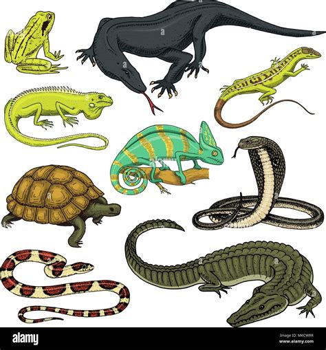 List Of Reptiles Turtles Hawksbill Sea Turtle The Australian Museum