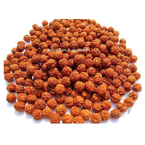 Natural Rudraksha Original & Real Nepal Rudraksh (Brown) for Astrology ...