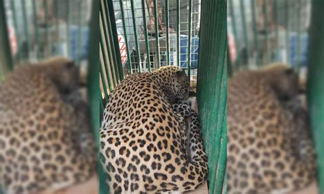 Leopard strays into Hetero Drugs' plant in Sangareddy, captured