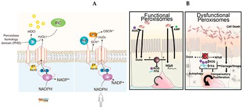 The Intestine of Drosophila melanogaster: An Emerging Versatile Model ...