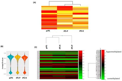 Origin of the Induced Pluripotent Stem Cells Affects Their ...