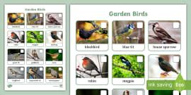 Winter Birds Identification Sheet