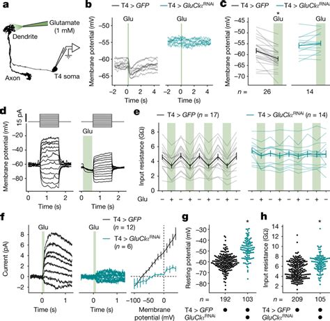 Image result for Glua4 Neuron
