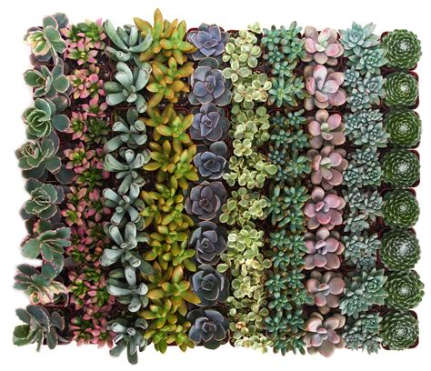 Pastel Succulent Bulk Collection – Shop Succulents