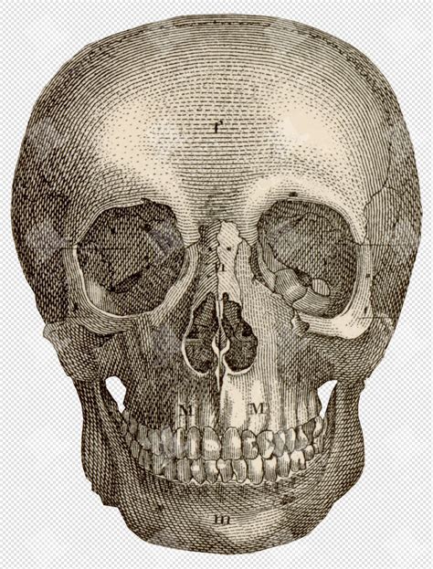 Human Skull Frontal View with Fine Crosshatching and Lettered Markers ...