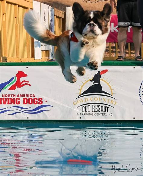 Image result for Dog Diving Platform