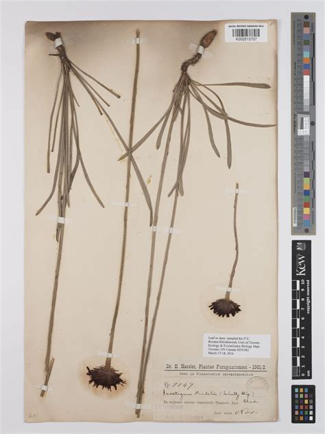 Isostigma riedelii Chodat | Plants of the World Online | Kew Science