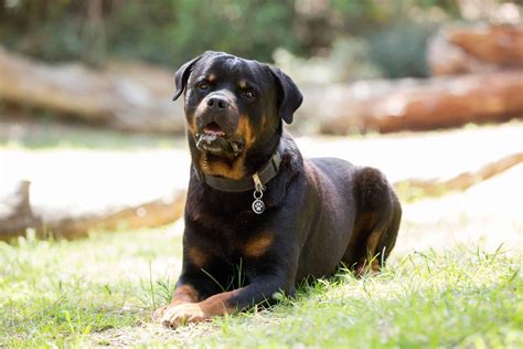 Rottweiler Biggest Dog