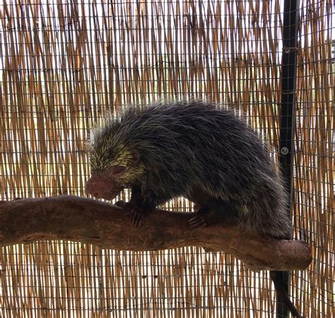 Black Tailed Hairy Dwarf Porcupine - Mandalay Farms | Jupiter, FL ...