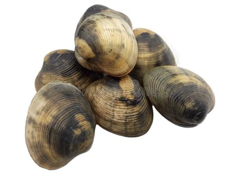 Image result for Hard Sea Shells