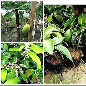 HOUSE All Time Mango Plant Thai (GRAFTED) baramasi all season sadabahar ...