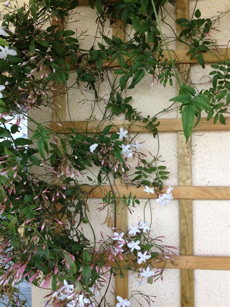 How To Train Jasmine To Climb Fence at Jasper Winder blog