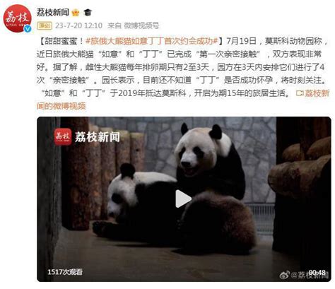 大熊猫“如意”“丁丁”即将启程赴俄罗斯 -精彩图片 - 东南网
