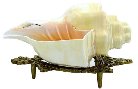 Centorganic American Blowing Shankh for pooja, With brass shankh stand ...