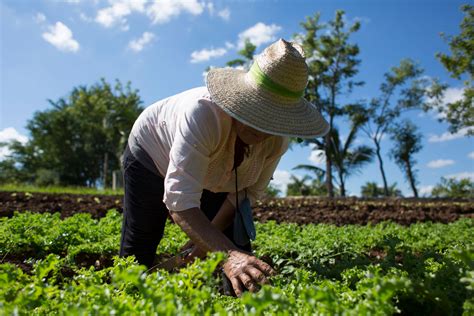 Los 7 principios básicos de la agroecología - Greenpeace Argentina