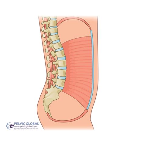 Levator Ani Syndrome: How Pelvic PT Can Help