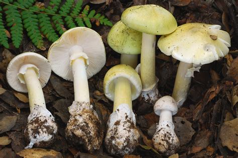 The Death Cap: Why It’s The Most Toxic Mushroom In The World