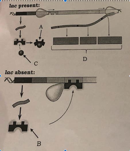 Image result for Lac Operon Flow Chart