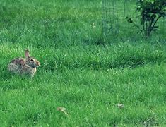 Image result for Bing the Rabbit