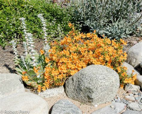 Sticky monkey flower - Waterwise Garden Planner
