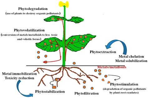 Microbial and Plant-Assisted Bioremediation of Heavy Metal Polluted ...