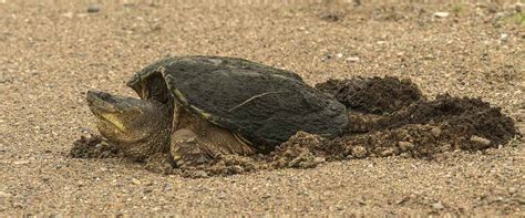Image result for Snapping Turtle Running