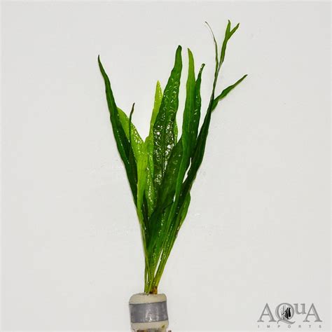 Java Fern Small Leaves at Tip 的图像结果