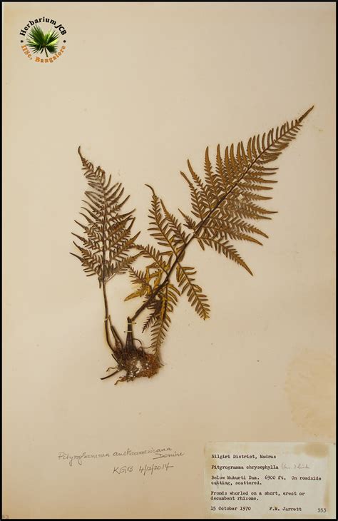 Herbarium JCB