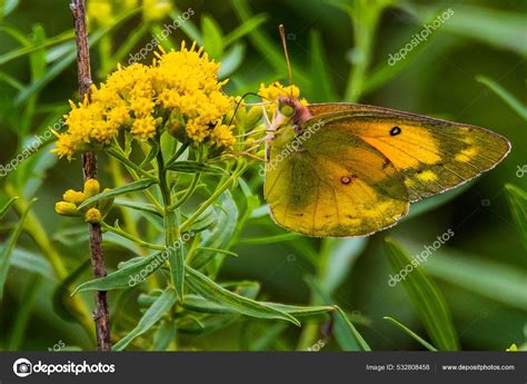 Orange Sulfur Butterfly