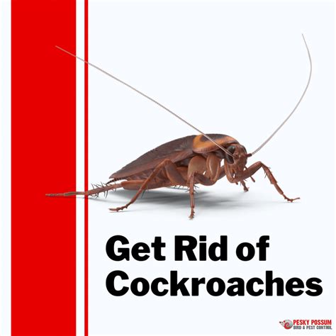 Roach Vs Mouse Droppings